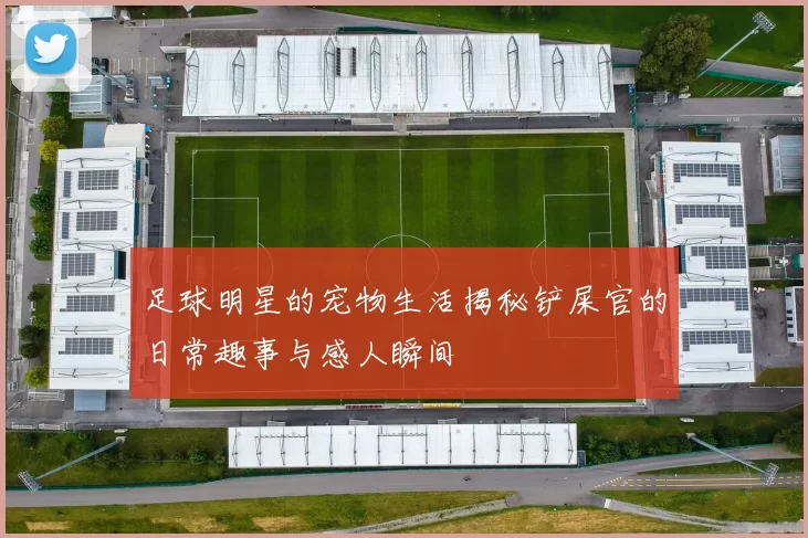 足球明星的宠物生活揭秘铲屎官的日常趣事与感人瞬间